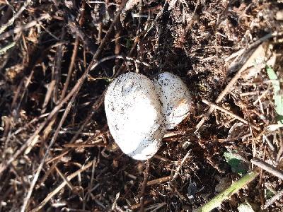 Agaricus bisporus