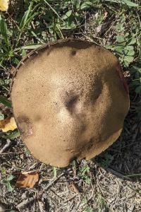 Leccinum duriusculum