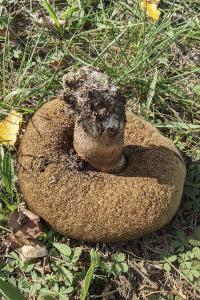 Leccinum duriusculum