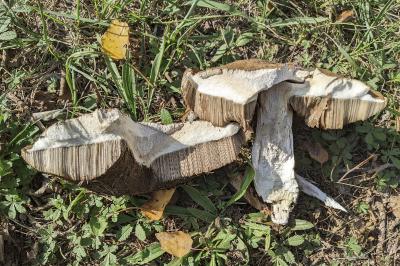 Leccinum duriusculum