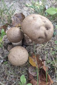 Leccinum duriusculum