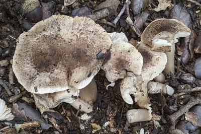 Tricholoma scalpturatum