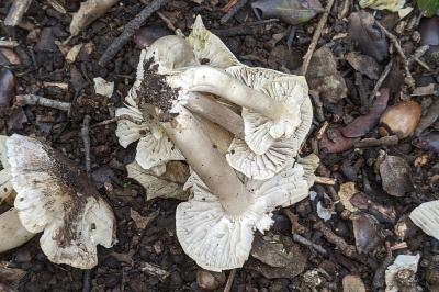 Tricholoma scalpturatum