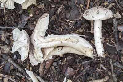 Tricholoma scalpturatum