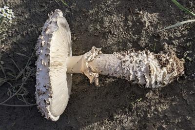 Amanita vittadinii