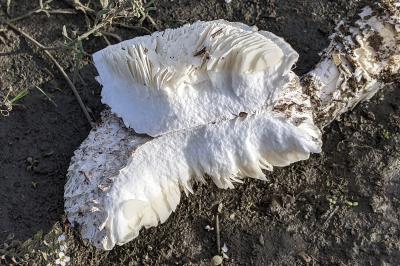 Amanita vittadinii