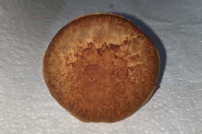 Inocybe fuscomarginata var. amicorum