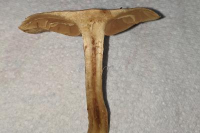 Inocybe fuscomarginata var. amicorum