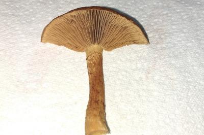 Inocybe fuscomarginata var. amicorum