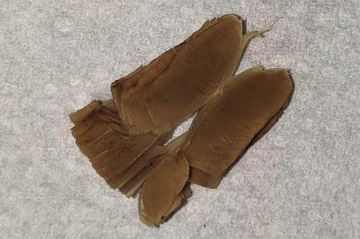 Inocybe fuscomarginata var. amicorum
