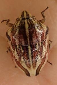 Odontotarsus purpureolineatus