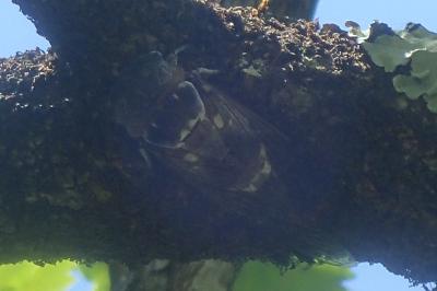 Lyristes plebejus