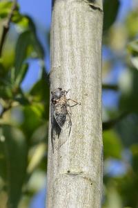 Tettigettalna argentata