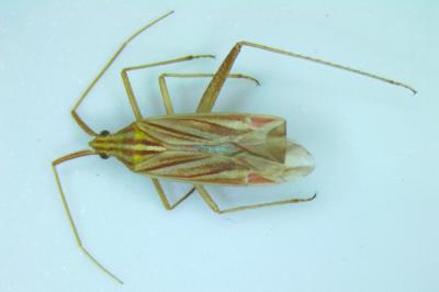 Miridius quadrivirgatus