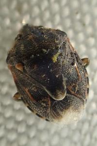 Holcogaster fibulata