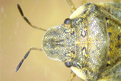 Sciocoris maculatus