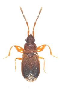 Notochilus ferrugineus