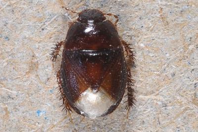 Byrsinus flavicornis