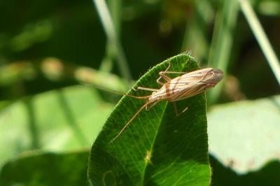 Miridius quadrivirgatus