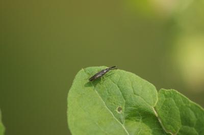 Heterotoma planicornis