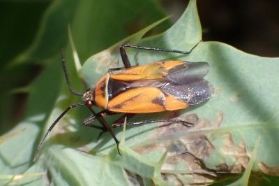 Brachycoleus triangularis