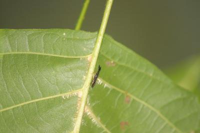 Heterotoma planicornis