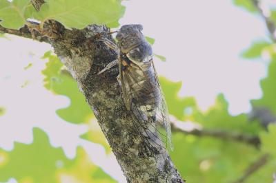Lyristes plebejus