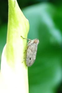 Issus coleoptratus