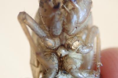 Lyristes plebejus