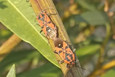 Spilostethus pandurus