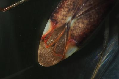 Pantilius tunicatus