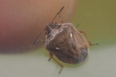 Eysarcoris ventralis