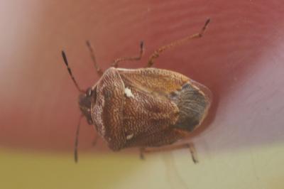 Eysarcoris ventralis