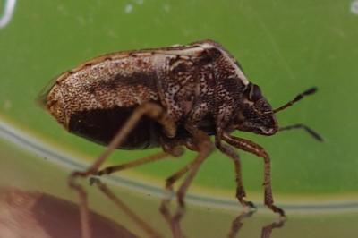 Eysarcoris ventralis