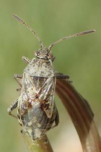 Stictopleurus punctatonervosus