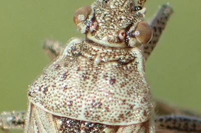 Stictopleurus punctatonervosus