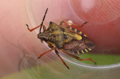 Carpocoris purpureipennis