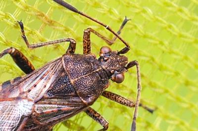 Stictopleurus punctatonervosus