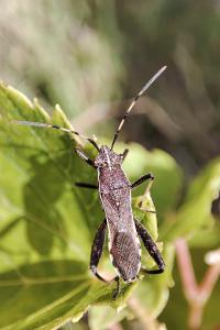 Camptopus lateralis