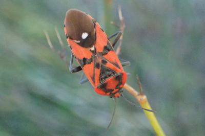 Spilostethus pandurus