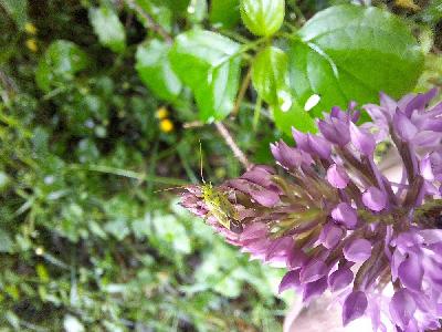 Closterotomus norwegicus