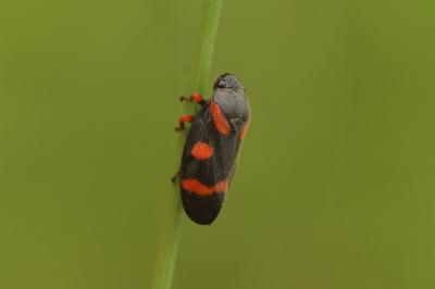 Cercopis intermedia