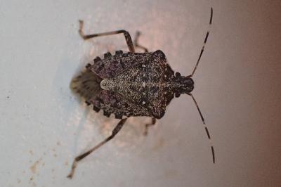 Halyomorpha halys