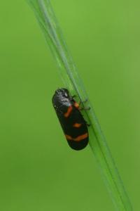 Cercopis intermedia