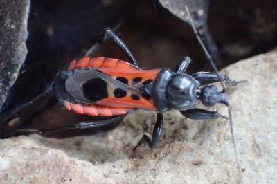 Peirates stridulus