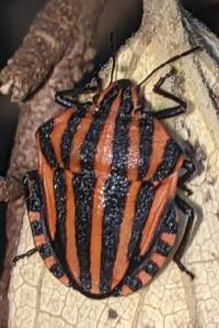Graphosoma italicum