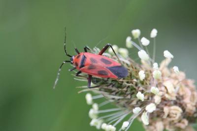 Calocoris nemoralis
