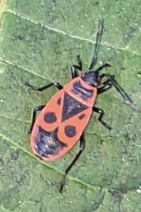 Pyrrhocoris apterus