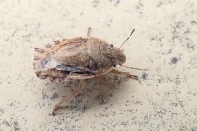 Sciocoris maculatus
