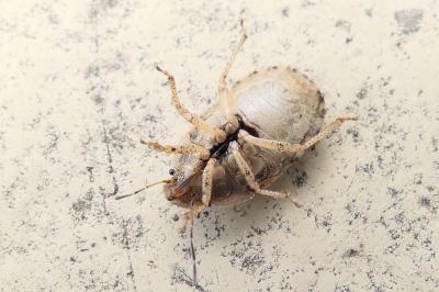 Sciocoris maculatus